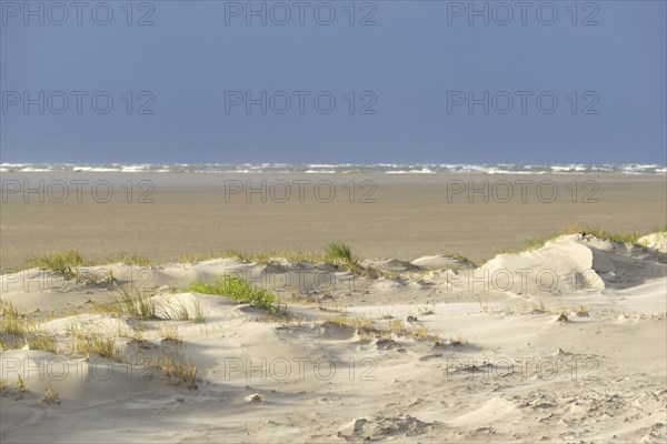 Foredunes with sand drifts