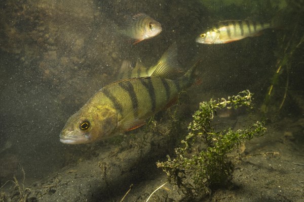 European perch