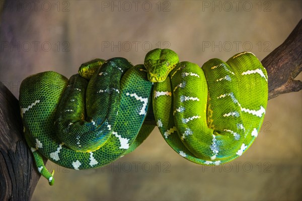 Green tree Python