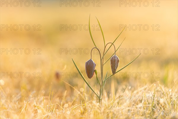 Snake's Head Fritillary