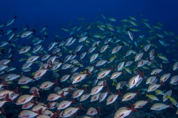 School of fish Humpback Red Snapper