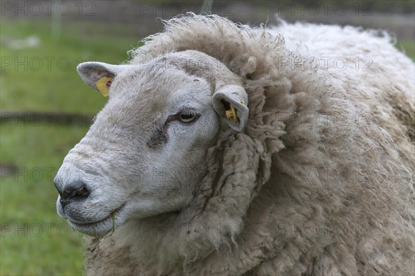 Texel sheep