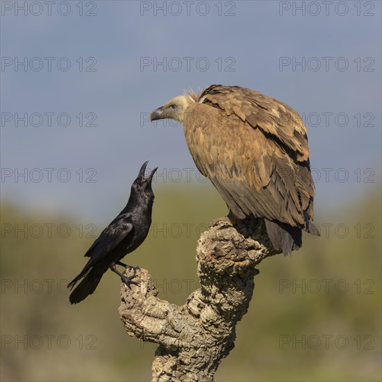 Griffon vulture