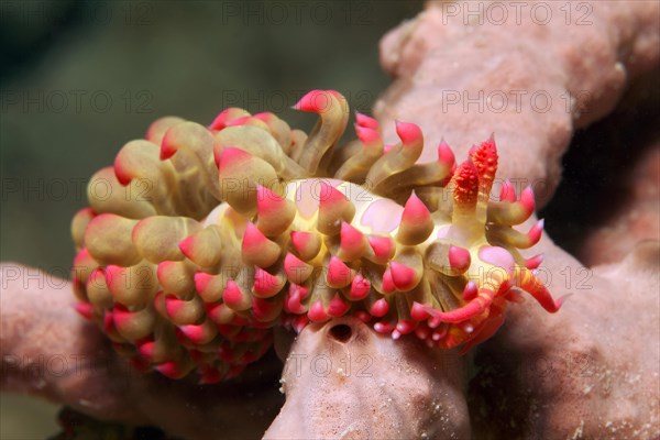 Aeolidida crawling over Sponge