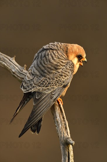 Red-footed Falcon