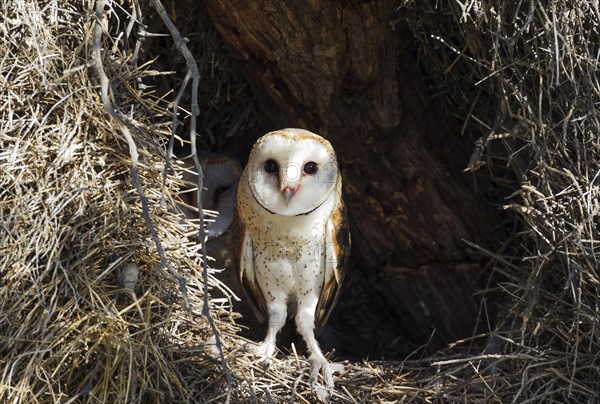 Barn Owl