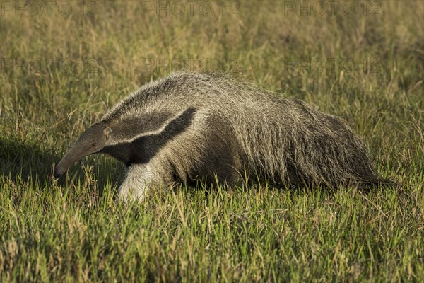 Giant anteater