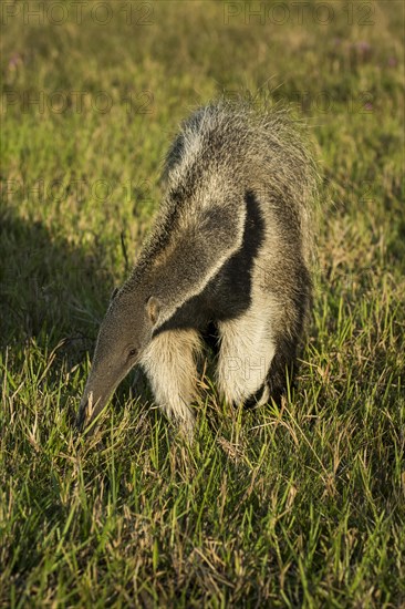 Giant anteater