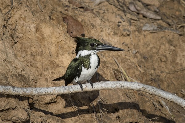 Amazon kingfisher