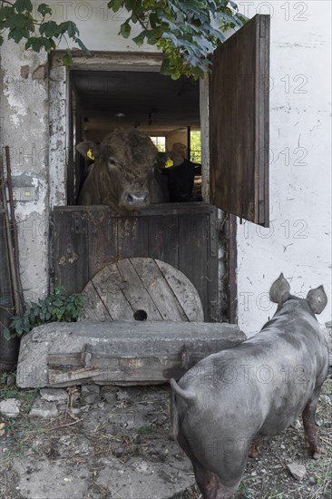 Jungbulle looks out of a stable door