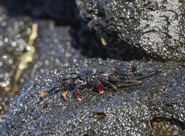 Red rock crab