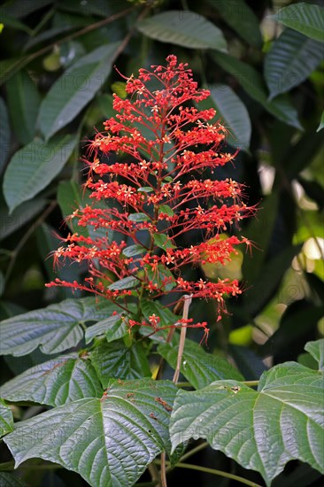 Pagoda flower