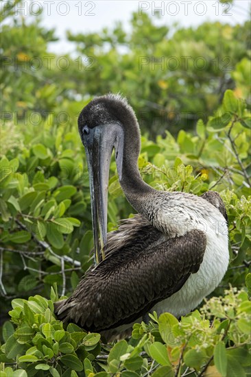 Brown Pelican