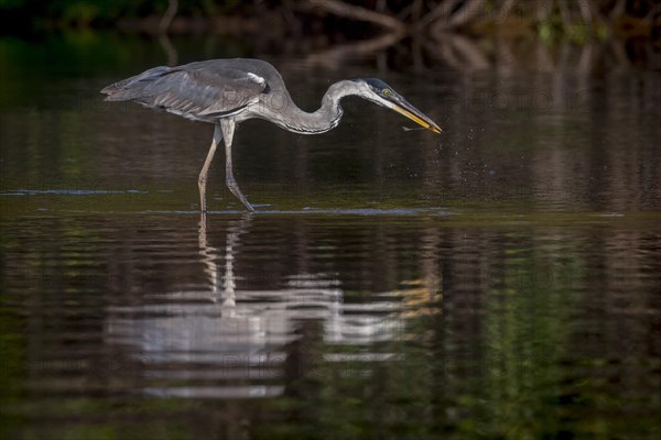 Cocoi heron