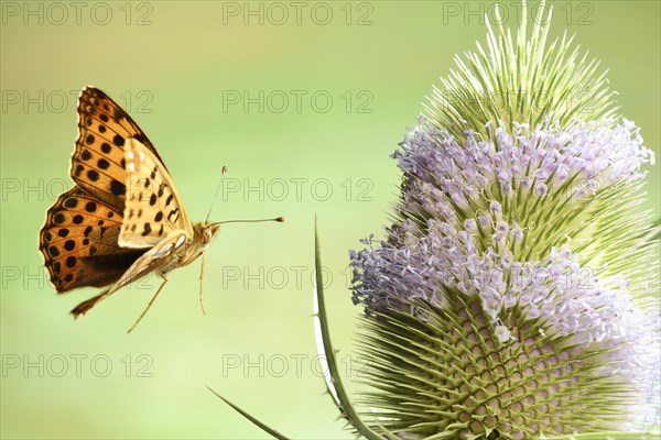 Queen of Spain fritillary