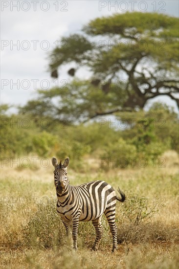 Plains Zebra