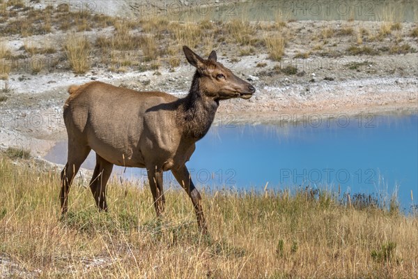 Mule Deer