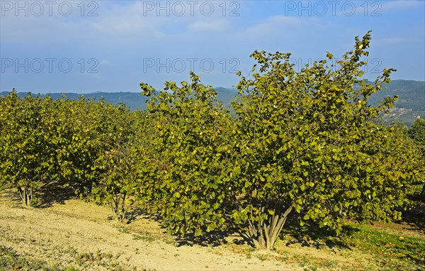 Hazelnut plantation