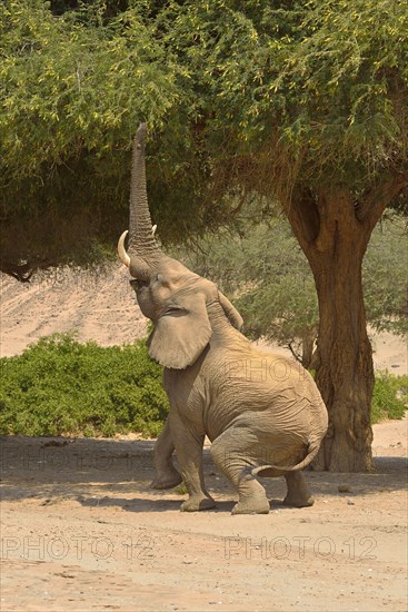 Namibian desert elephant