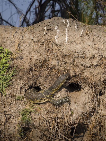 Nile monitor