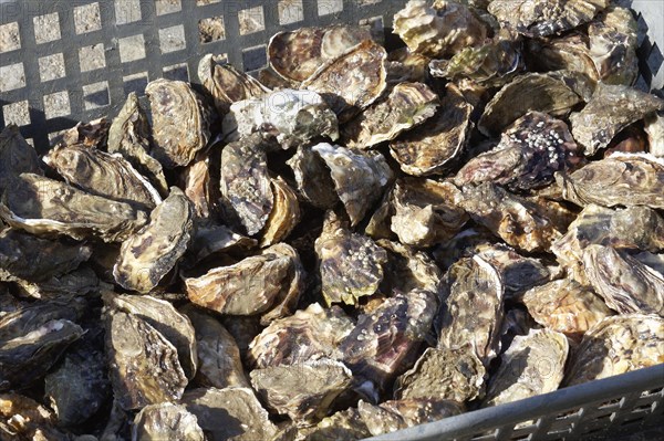 Fresh Marenne oysters