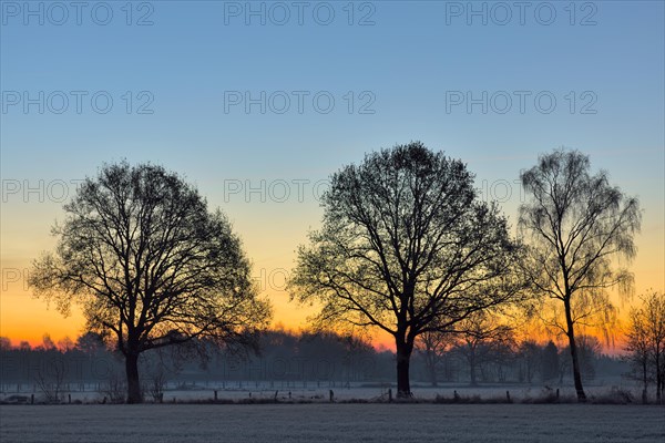 Leafless trees at dawn