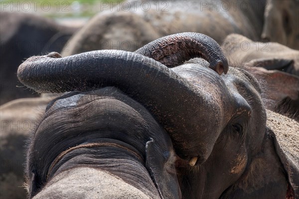 Asian elephants