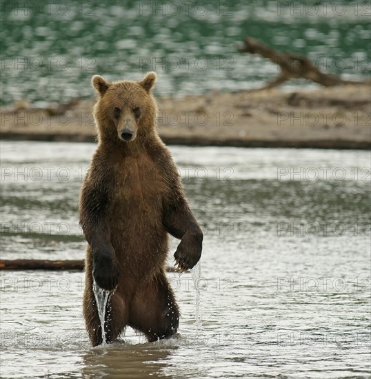 Brown bear