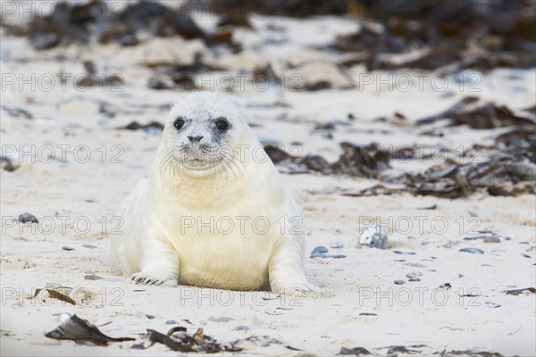 Gray seal