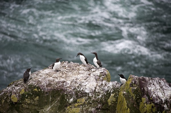 Common Guillemots