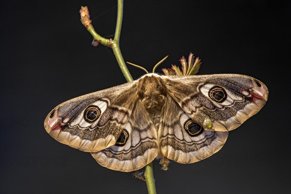 Small emperor moth