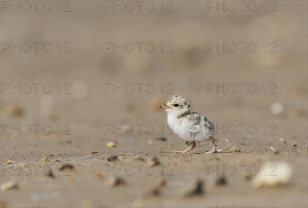 Least Tern