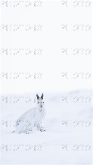Mountain hare