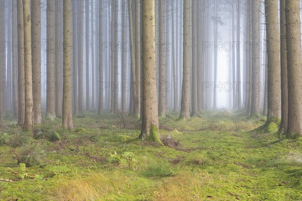 Fog in the forest