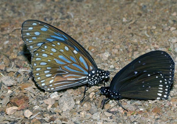 Blue glassy tiger