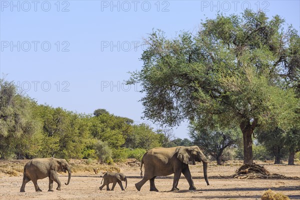 African bush elephant