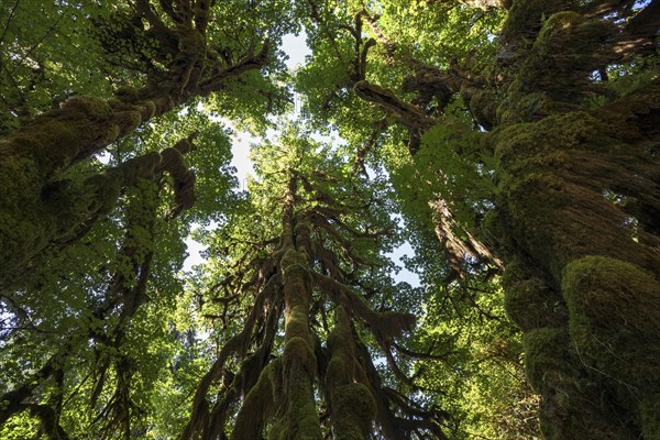 With moss-draped trees in the Hoh Rainforest