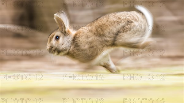 Wild rabbits