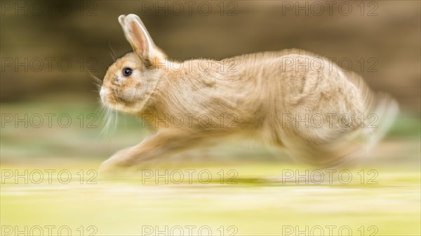 Wild rabbits