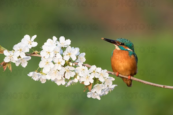 Kingfisher