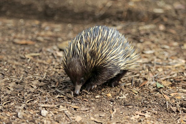 Short-beaked echidna