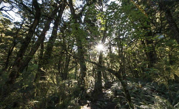 Sun shining through canopy