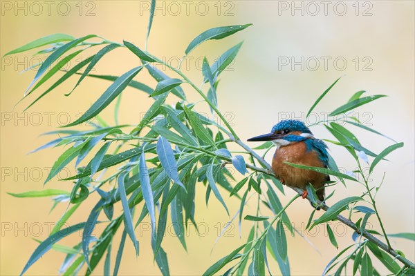 Kingfisher