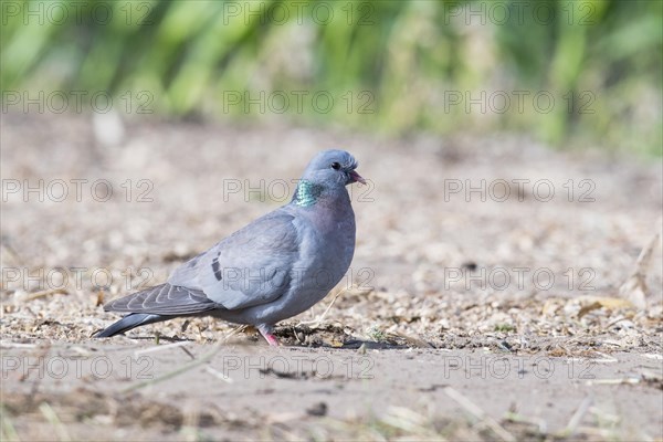 Stock Dove