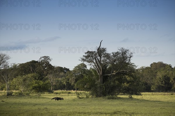 Giant anteater