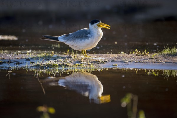 Large-billed Tern