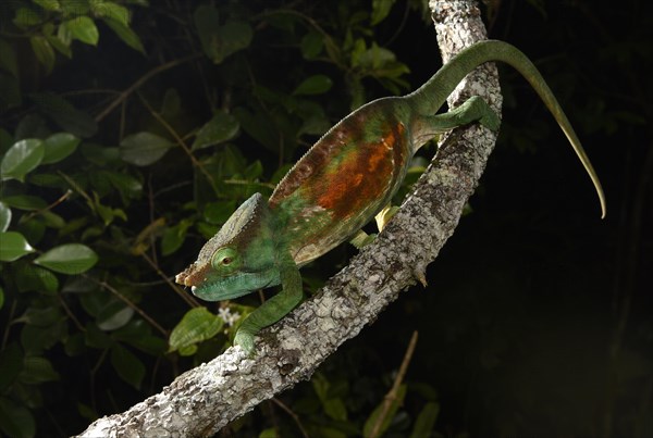 Parsons chameleon