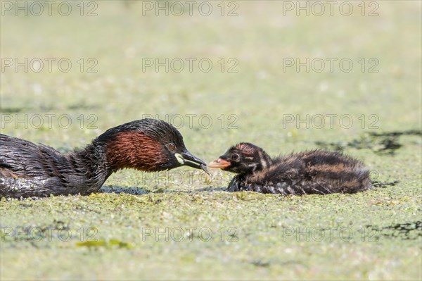 Little grebe