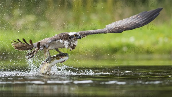 Fish eagle