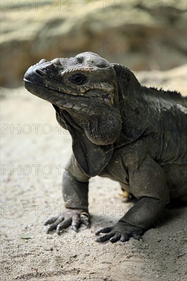 Rhinoceros Iguana